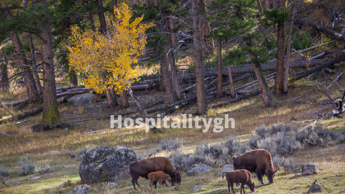 Best Time To Visit Yellowstone