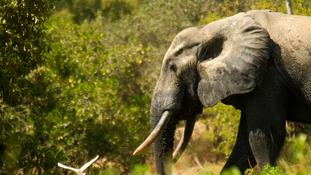 Environmental and Wildlife
