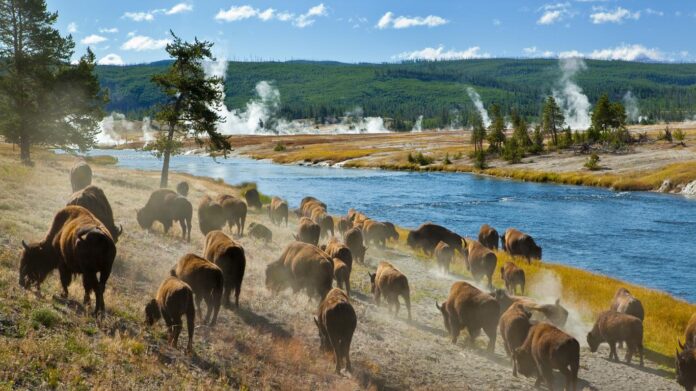 How To Visit Yellowstone National Park From Florida