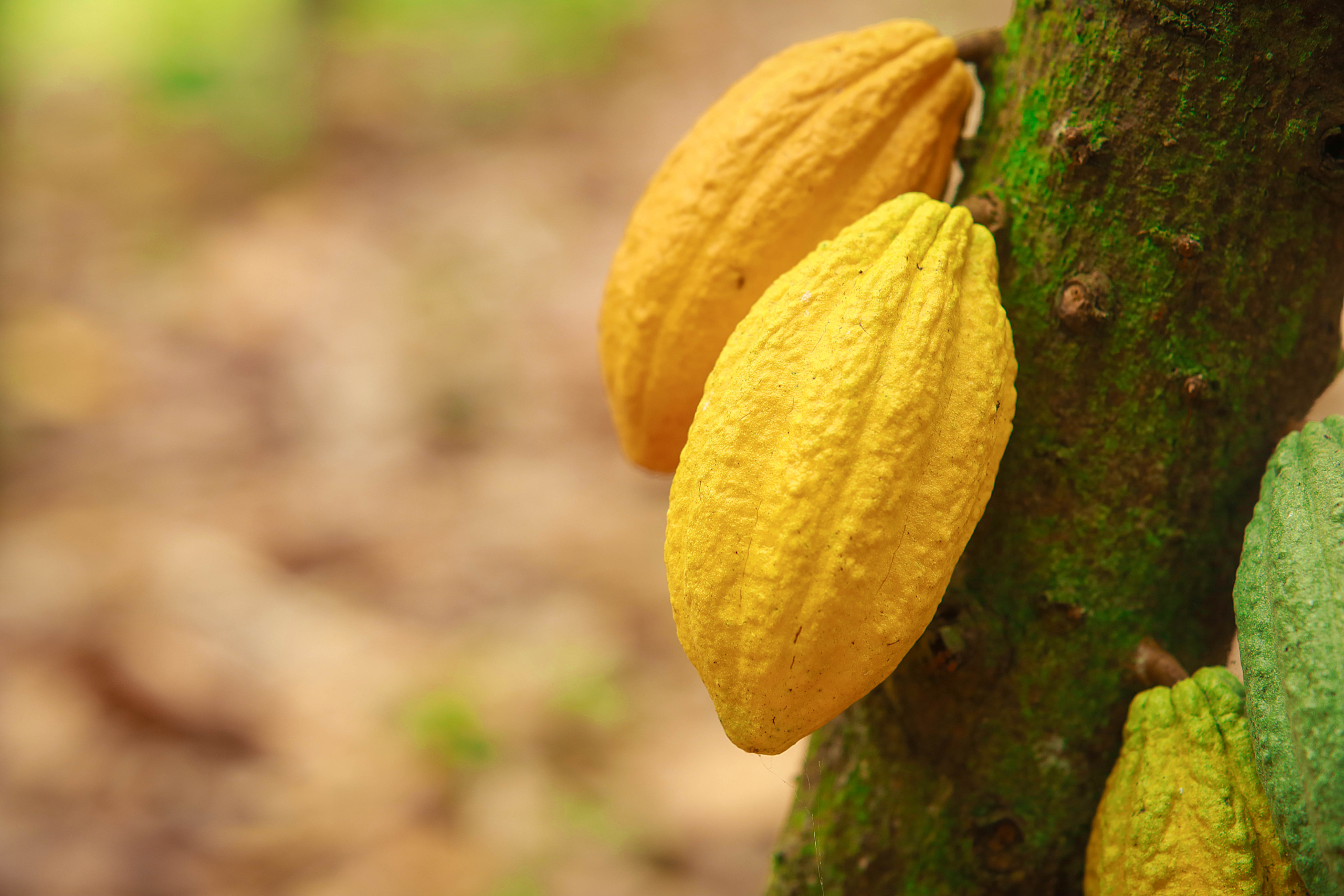 Cocoa